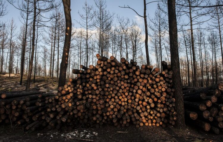 Está rearborizada 12% da área ardida no Pinhal de Leiria. E o objectivo de regeneração natural falhou em 30%