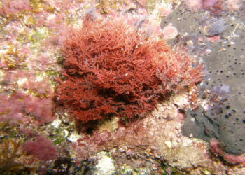 Compostos de alga vermelha da costa de Peniche são eficazes no tratamento do cancro