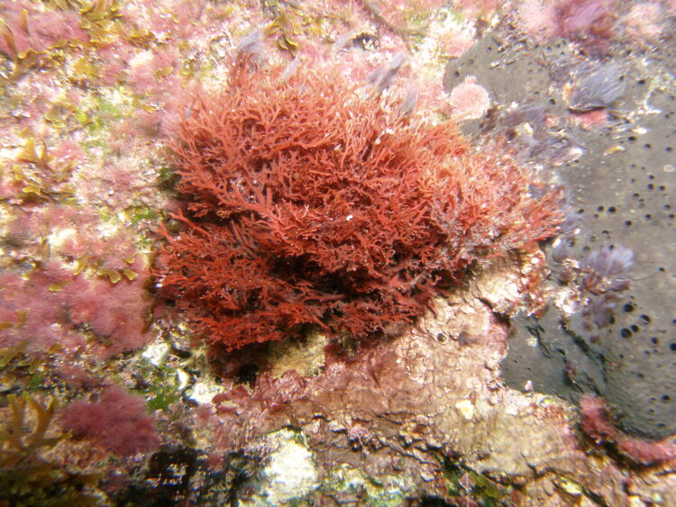 Compostos de alga vermelha da costa de Peniche são eficazes no tratamento do cancro