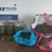 Detido indivíduo com 2.554 doses de cannabis
