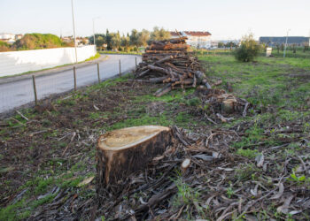 Infraestruturas de Portugal corta dezenas de árvores em Leiria