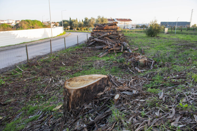 Infraestruturas de Portugal corta dezenas de árvores em Leiria