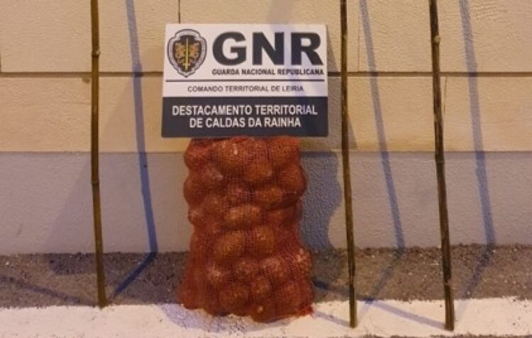 Mais um furto de pinhas de pinheiro-manso travado pela GNR em Óbidos