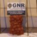 Mais um furto de pinhas de pinheiro-manso travado pela GNR em Óbidos