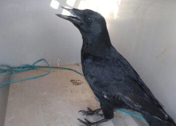 Gralha preta e pintassilgos encontradas em cativeiro ilegal nas Caldas da Rainha
