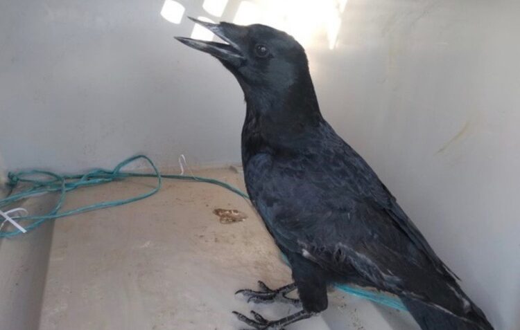 Gralha preta e pintassilgos encontradas em cativeiro ilegal nas Caldas da Rainha