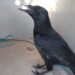 Gralha preta e pintassilgos encontradas em cativeiro ilegal nas Caldas da Rainha