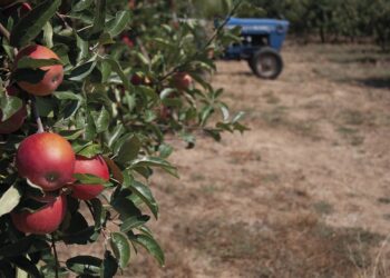 Produção de Maçã de Alcobaça sofre quebra inédita e há menos pêra rocha