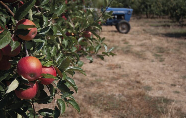 Produção de Maçã de Alcobaça sofre quebra inédita e há menos pêra rocha