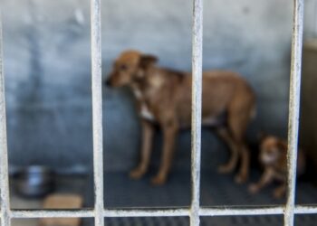 Maus-tratos a animais aumentam no distrito