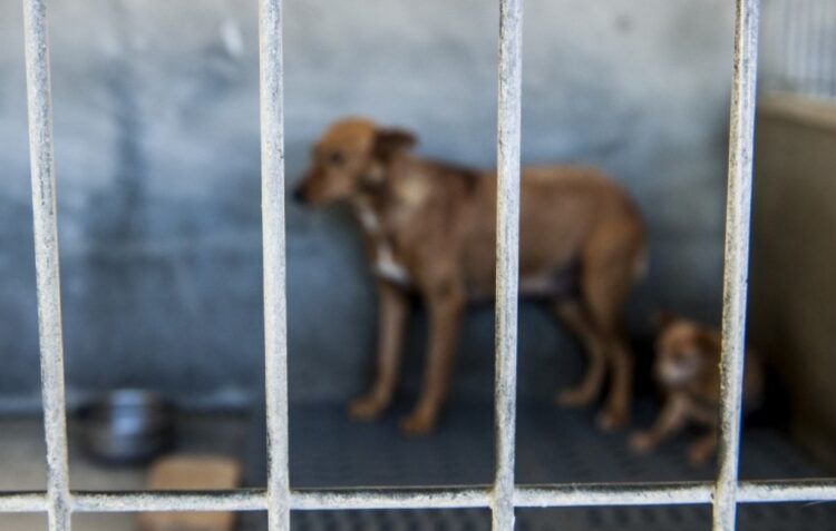 Maus-tratos a animais aumentam no distrito