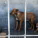 Maus-tratos a animais aumentam no distrito