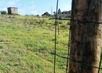 Quinta do Escuteiro alvo de furto na madrugada de segunda-feira