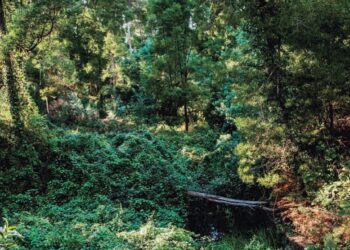 Pinhal de Leiria: falta plano para proteger a lampreia do ribeiro de São Pedro