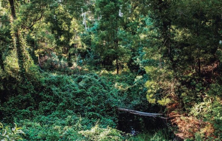 Pinhal de Leiria: falta plano para proteger a lampreia do ribeiro de São Pedro