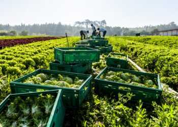Distribuição “aproveita fragilidade” da produção para aumentar margens