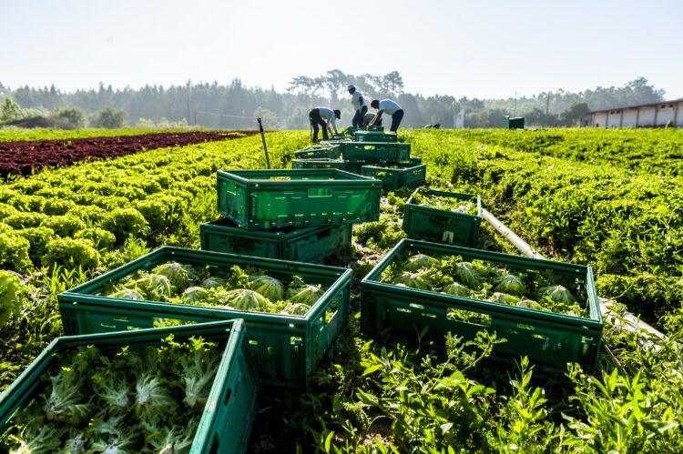 Distribuição “aproveita fragilidade” da produção para aumentar margens
