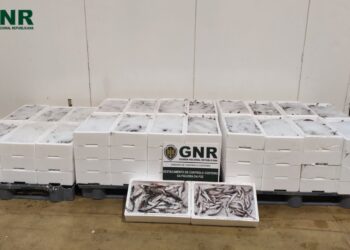 Apreendidos e doados mais de 600 quilos de pescada