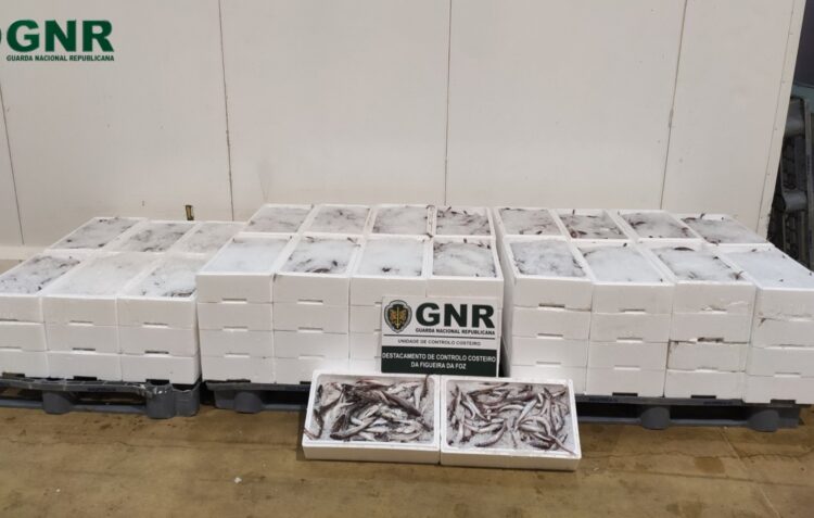 Apreendidos e doados mais de 600 quilos de pescada