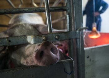 Abandono da ETES irrita autarcas, suinicultores e população