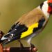Tinham pintassilgos em cativeiro e acabaram identificados pela GNR
