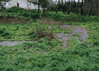 GNR já detectou 11 descargas de efluentes suinícolas este ano no distrito