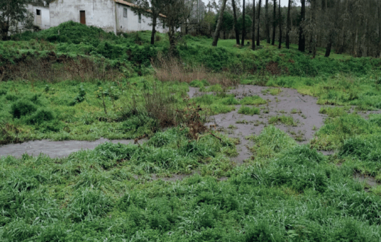 GNR já detectou 11 descargas de efluentes suinícolas este ano no distrito