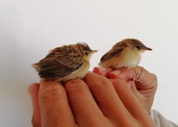 Há uma nova ave a nidificar no arquipélago das Berlengas 