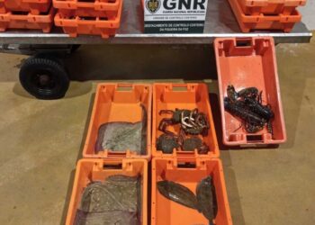 Pescado apreendido e homem identificado por fuga à lota