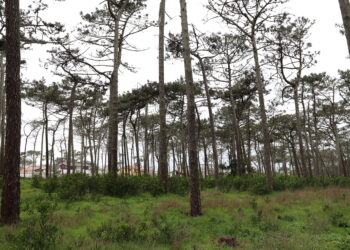Parque de aventura na natureza vai nascer em São Pedro de Moel