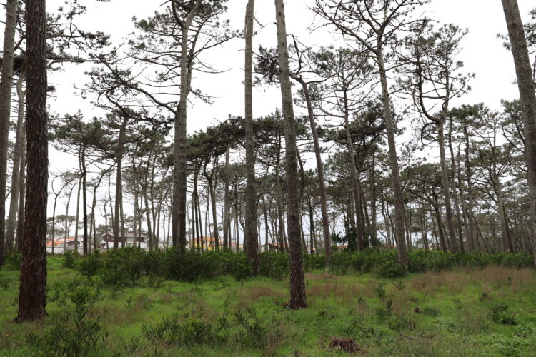 Parque de aventura na natureza vai nascer em São Pedro de Moel