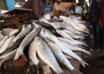 GNR apreendeu 124 quilos de pescada imatura na Nazaré