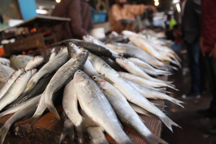 GNR apreendeu 124 quilos de pescada imatura na Nazaré