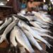 GNR apreendeu 124 quilos de pescada imatura na Nazaré