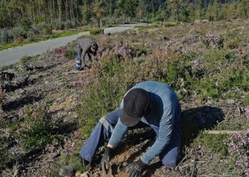 Árvores autóctones substituem eucaliptos e acácias em Figueiró dos Vinhos
