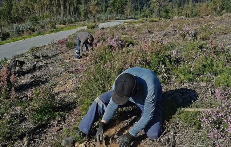 Árvores autóctones substituem eucaliptos e acácias em Figueiró dos Vinhos