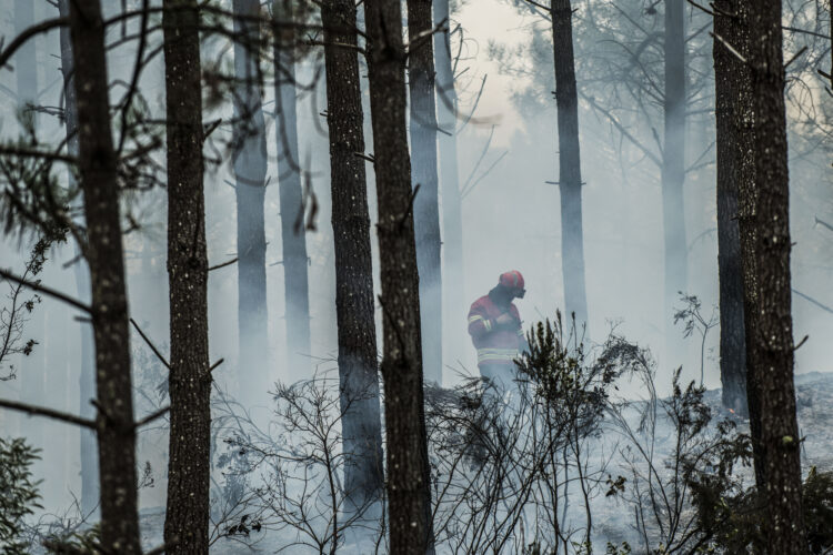 Governo prefere esperar mais uma Primavera pela regeneração natural do Pinhal de Leiria