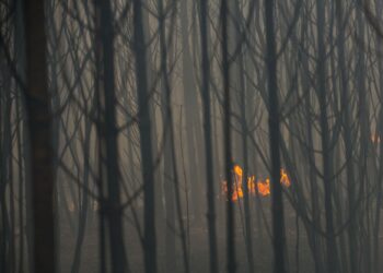 Câmara da Marinha alvo de queixa por fogo de 2017 no Pinhal de Leiria