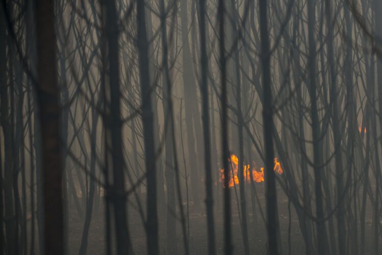 Câmara da Marinha alvo de queixa por fogo de 2017 no Pinhal de Leiria