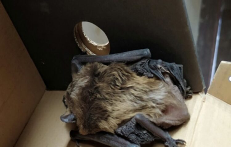 GNR resgata morcego debilitado na zona da Ortigosa