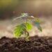 PRF apoia rearborização da Mata dos Marrazes com seis mil árvores de espécies autóctones