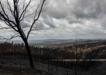 Falta pagar 5,1 milhões de euros do apoio a empresas afectadas pelo incêndio de Pedrógão Grande