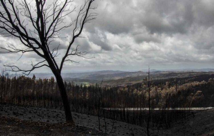 Falta pagar 5,1 milhões de euros do apoio a empresas afectadas pelo incêndio de Pedrógão Grande