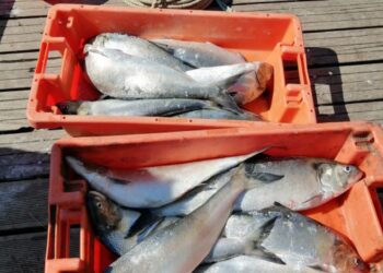 Polícia Marítima aprende 50 quilos de peixe em praias de Alcobaça