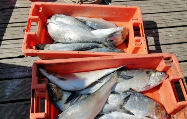 Polícia Marítima aprende 50 quilos de peixe em praias de Alcobaça