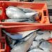 Polícia Marítima aprende 50 quilos de peixe em praias de Alcobaça