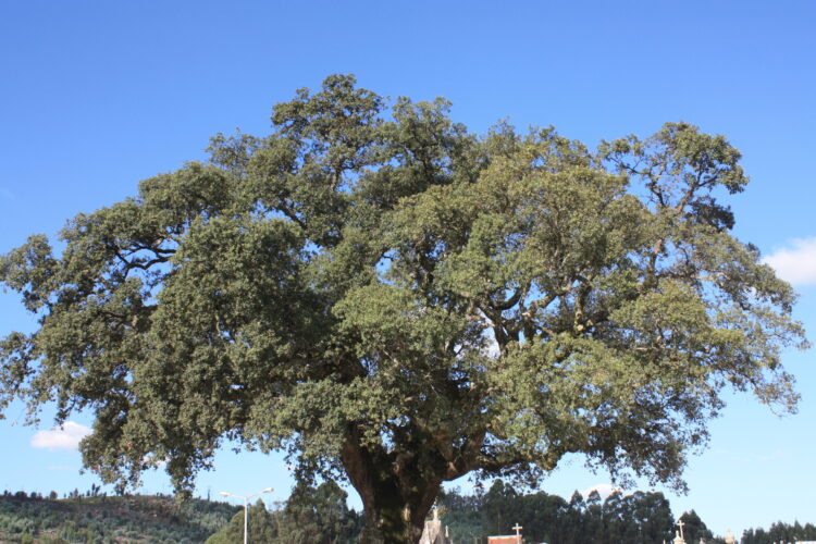 Plantadas 200 árvores, mas Município de Leiria promete 11.200 em 2021