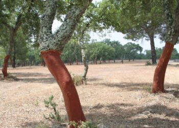 ICNF tem 50 mil árvores autóctones para oferecer