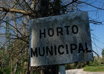 Tem um jardim? O Município de Leiria oferece-lhe cerejeiras, carvalhos ou medronheiros