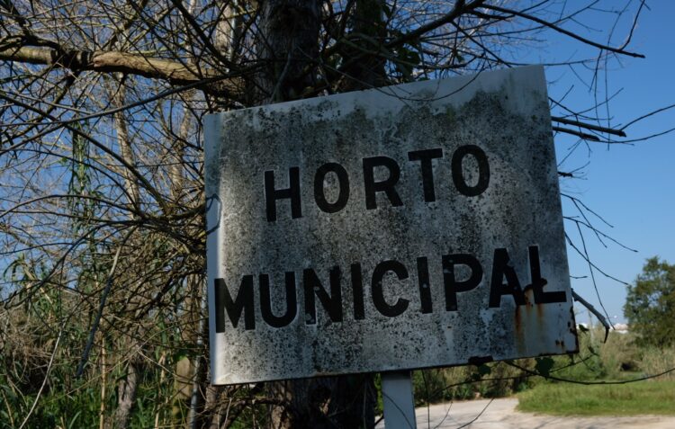 Tem um jardim? O Município de Leiria oferece-lhe cerejeiras, carvalhos ou medronheiros